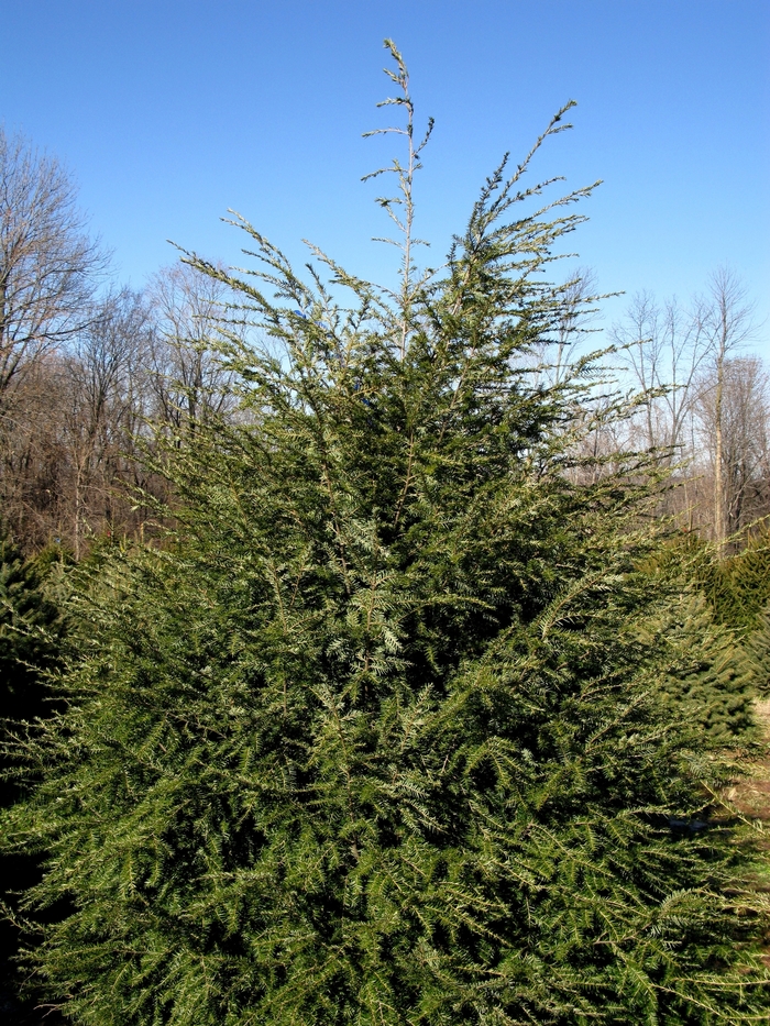 Canadian Hemlock - Tsuga canadensis from How Sweet It Is