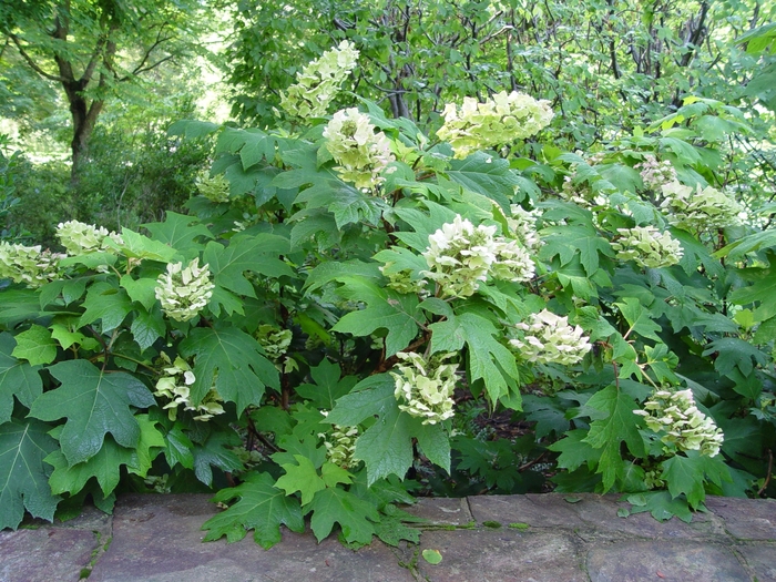 Hydrangea Oakleaf - Hydrangea quercifolia from How Sweet It Is