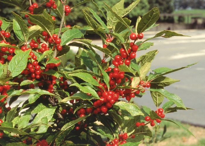 Holly Winterberry - Ilex verticilata from How Sweet It Is