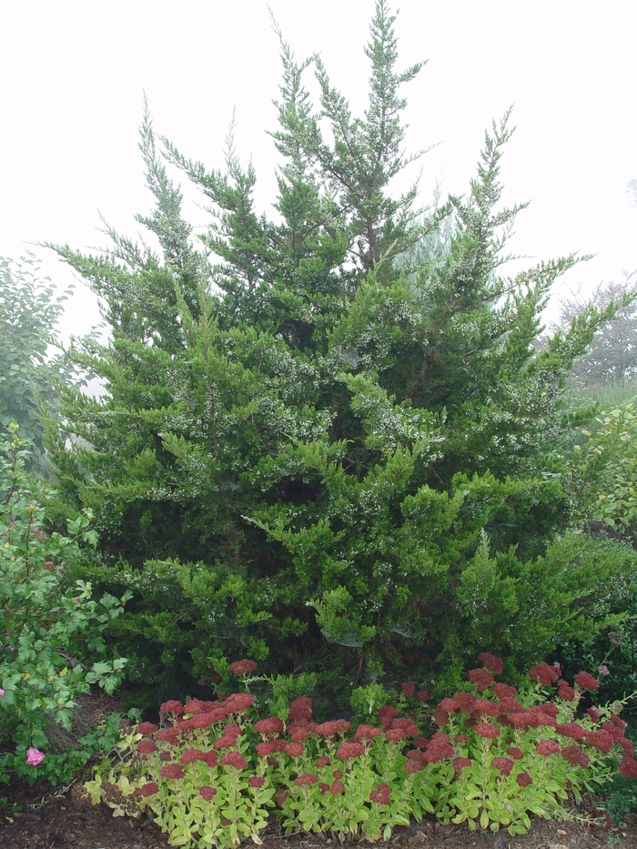 Cedar - Juniper virginiana 'Eastern Red' from How Sweet It Is