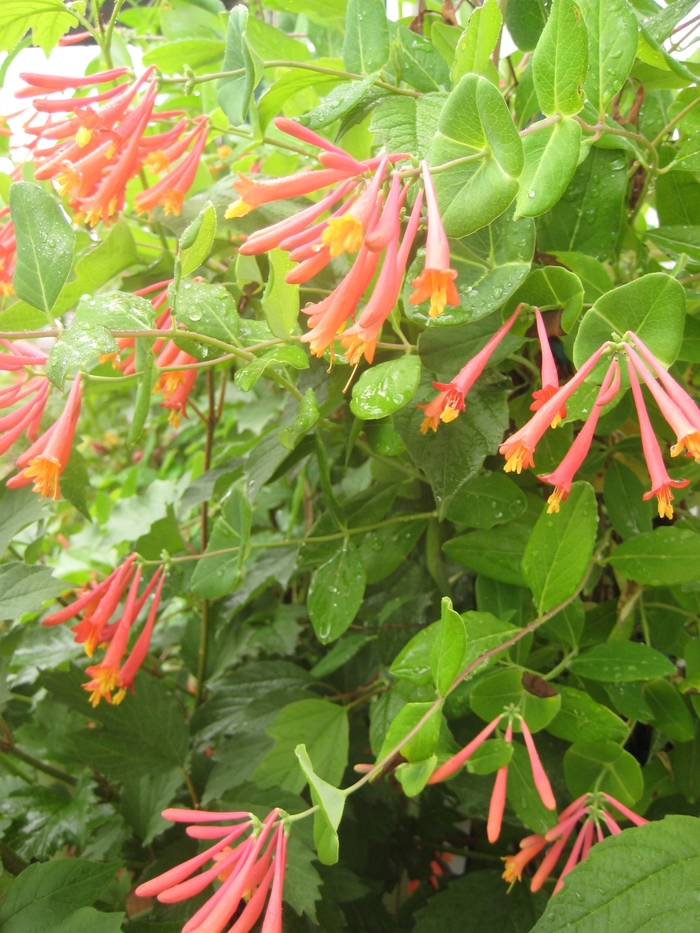 Honeysuckles - Lonicera from How Sweet It Is