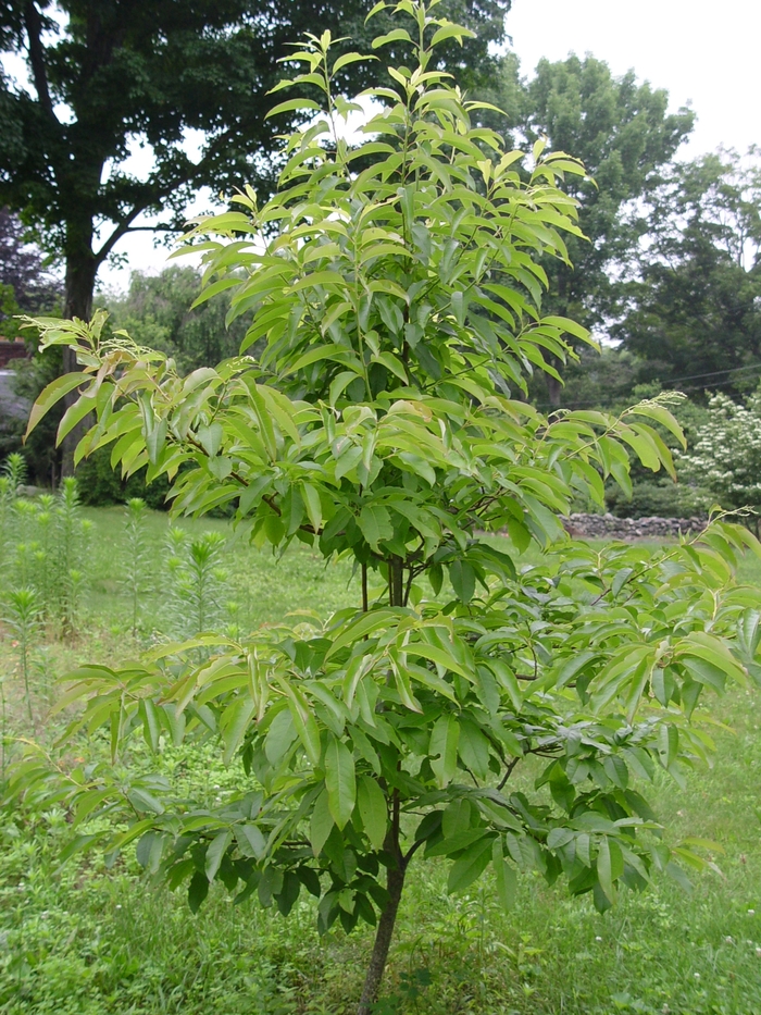 Sourwood - Oxydendrum arboreum from How Sweet It Is