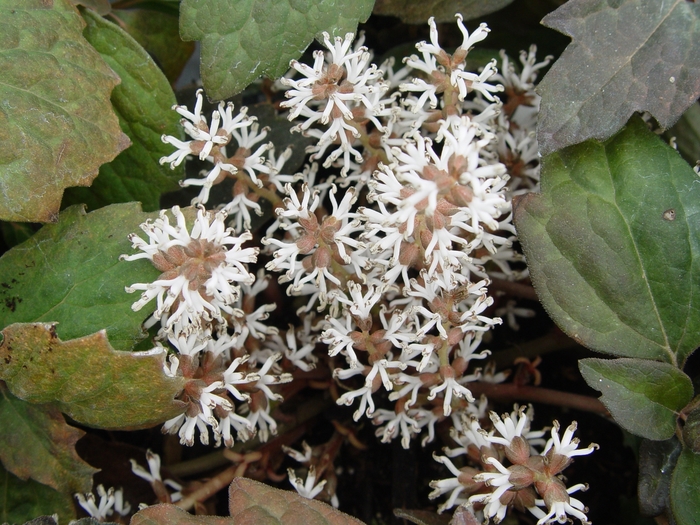 Japanese Spurge - Pachysandra terminalis from How Sweet It Is