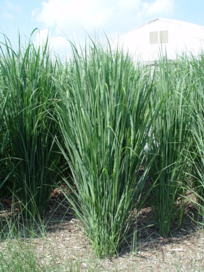 Switch Grass - Panicum virgatum 'Northwind' from How Sweet It Is