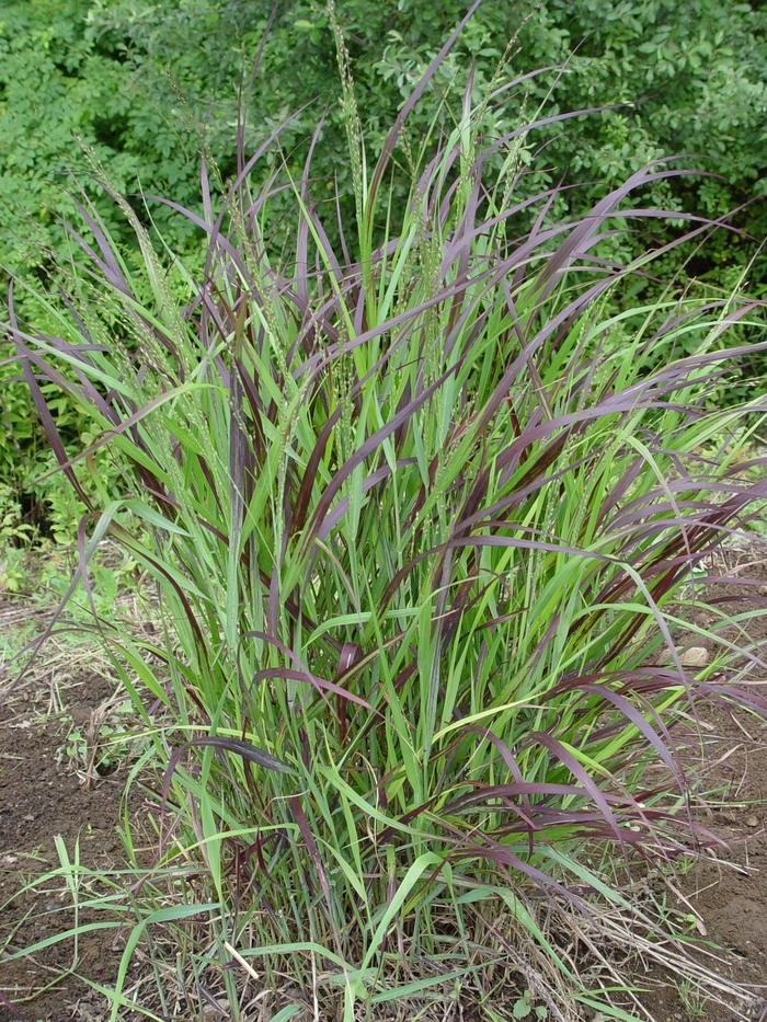 Switch Grass - Panicum virgatum ''Shenandoah'' from How Sweet It Is