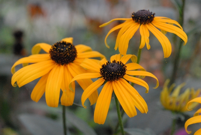 Coneflower - Rudbeckia fulgida from How Sweet It Is