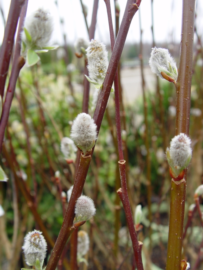 Willow - Salix discolor (French Pussy Willow) from How Sweet It Is