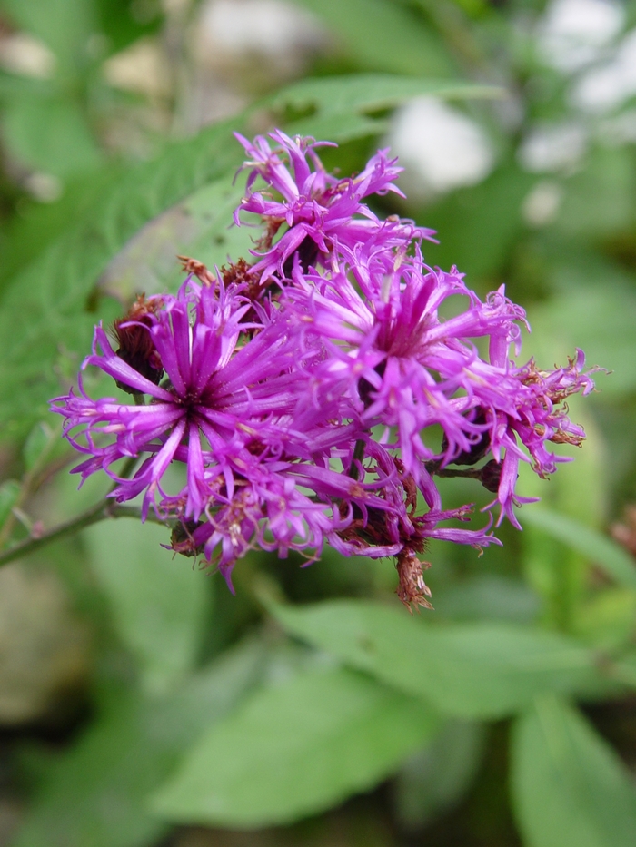 New York Ironweed - Vernonia noveboracensis from How Sweet It Is