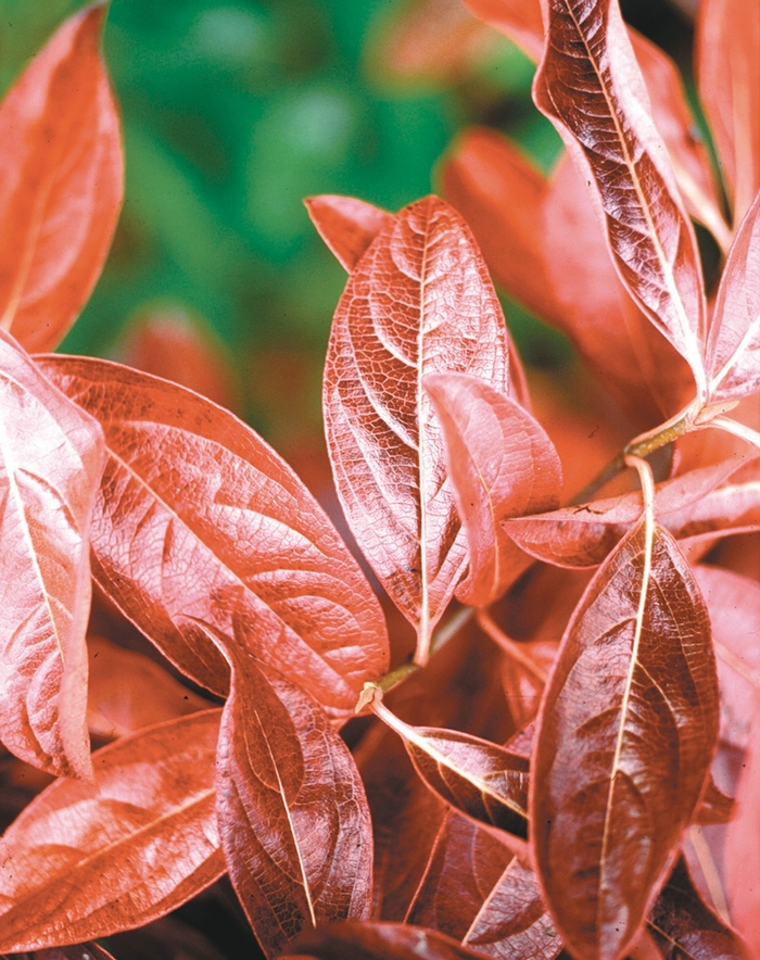 Viburnum - Viburnum nudum 'Winterthur' from How Sweet It Is