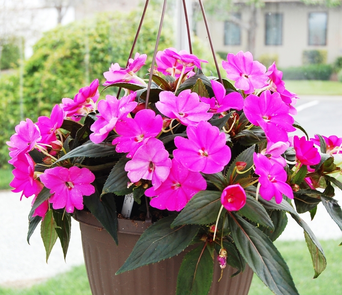 SunPatiens® Compact Lilac - Impatiens 'Lilac' from How Sweet It Is