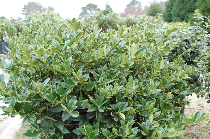 Holly - Ilex cornuta ''Carissa'' from How Sweet It Is