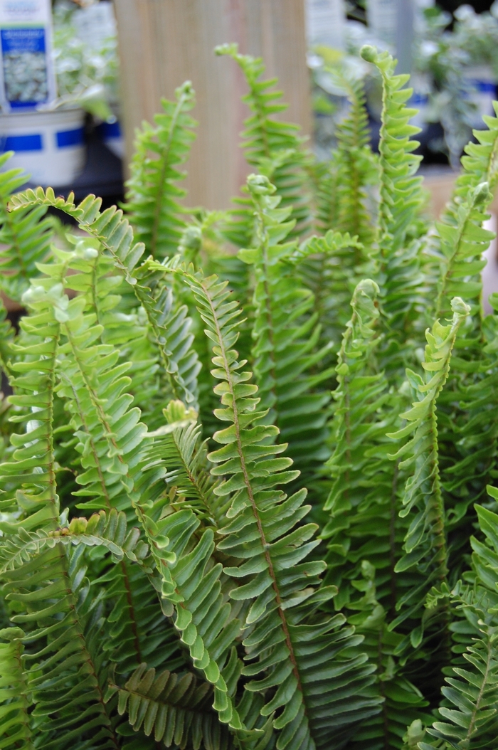 Fern - Nephrolepis obliterata 'Kimberly Queen ' from How Sweet It Is