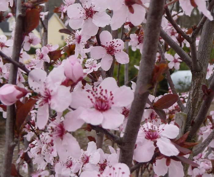 Plum - Prunus cerasifera 'Krauter Vesuvius' from How Sweet It Is