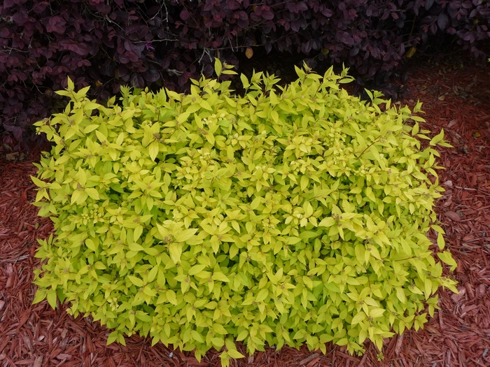 Spirea - Spiraea japonica 'Goldmound' from How Sweet It Is