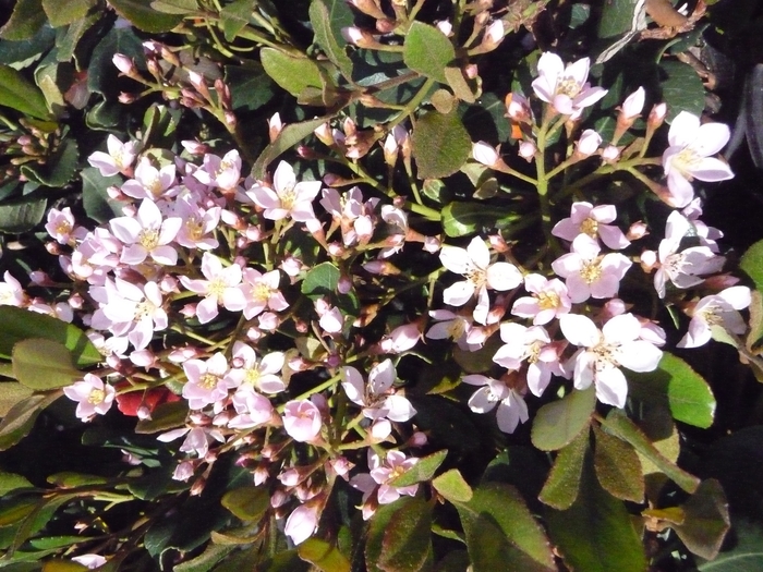 Indian Hawthorne - Rhaphiolepis indica 'Eleanor Tabor' from How Sweet It Is