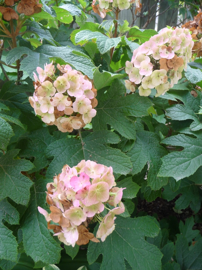 Hydrangea Oakleaf - Hydrangea quercifolia 'Snow Queen' from How Sweet It Is