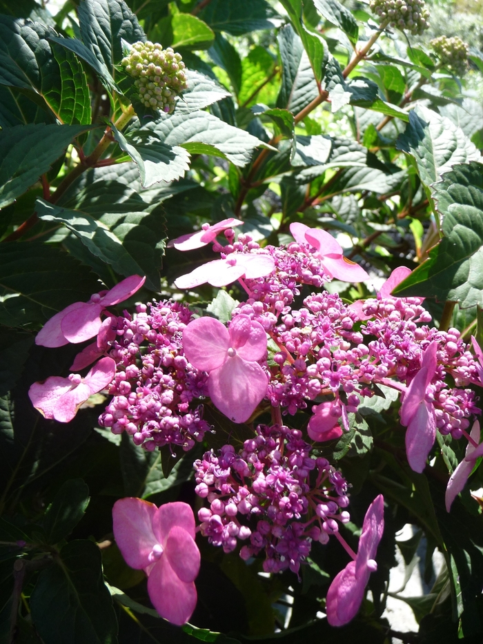 Twist-n-Shout Hydrangea - Hydrangea macrophylla 'Endless Summer® Twist-n-Shout®' from How Sweet It Is