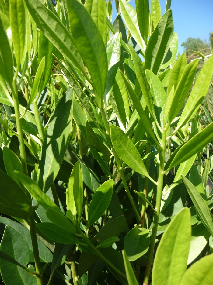 Yellow Anise Tree - Illicium parviflorum from How Sweet It Is