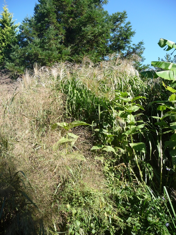 Maiden Grass - Miscanthus floridulus 'Giganteus' from How Sweet It Is