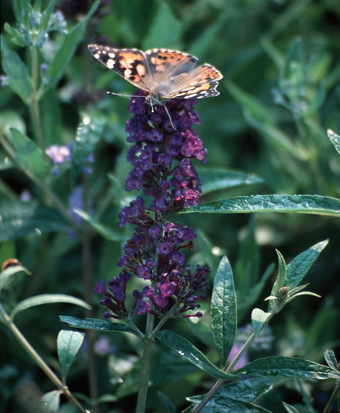 Butterfly Bush - Buddleia davidii 'Black Knight' from How Sweet It Is