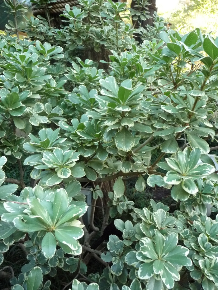 Mock Orange - Pittosporum tobira 'Variegata' from How Sweet It Is