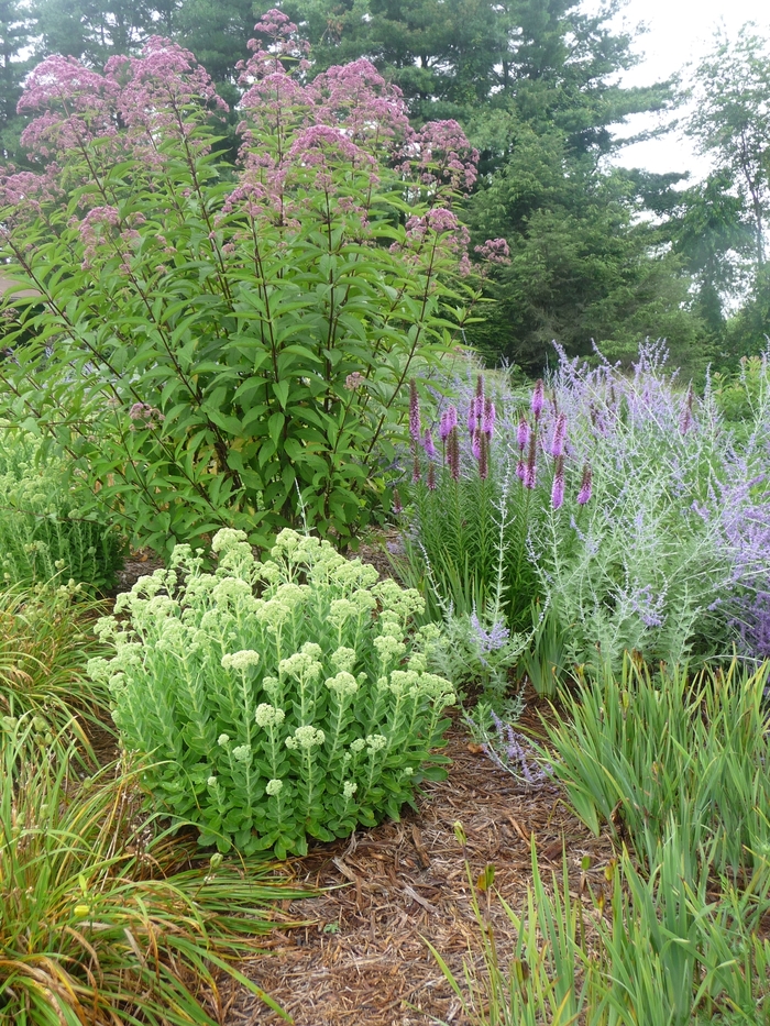 Russian Sage - Perovskia atriplicifolia from How Sweet It Is