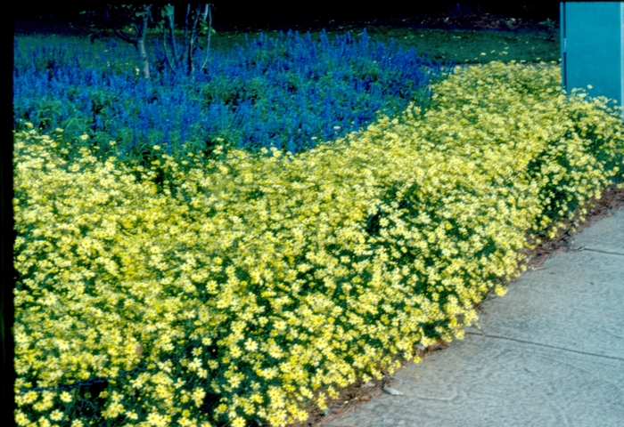 Threadleaf Tickseed - Coreopsis verticillata 'Moonbeam' from How Sweet It Is