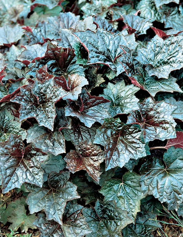 Coral Bells - Heuchera americana 'Palace Purple' from How Sweet It Is