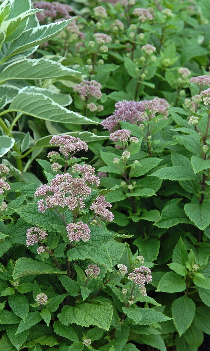 'Little Joe' Joe Pye Weed - Eupatorium dubium from How Sweet It Is