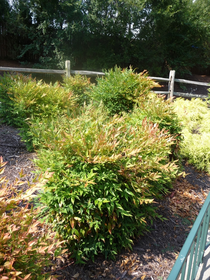 Nandina - Nandina domestica 'Gulf Stream' from How Sweet It Is