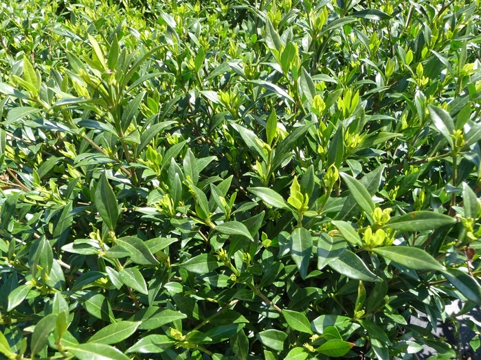 Gardenia - Gardenia jasminoides 'Frost Proof' from How Sweet It Is