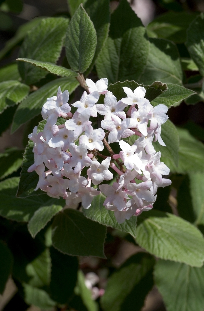 Viburnum - Viburnum carlesii 'Korean Spice' from How Sweet It Is