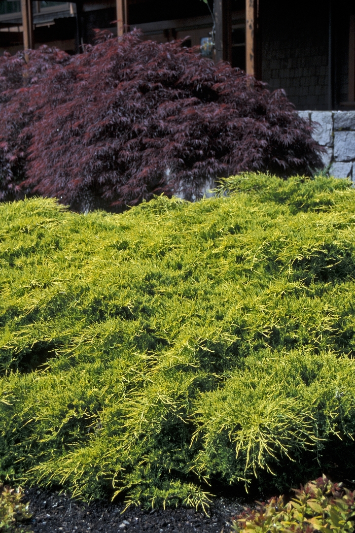 Juniper - Juniperus x pfitzeriana 'Sea Of Gold® ' from How Sweet It Is