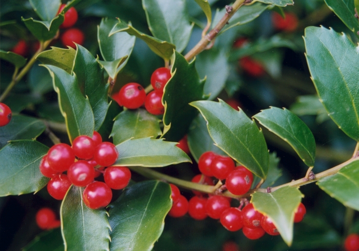 Holly - Ilex x Nellie R. Stevens from How Sweet It Is