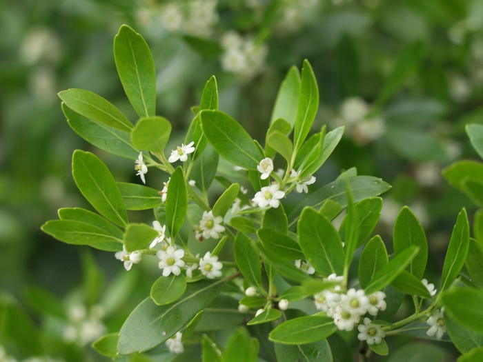 Holly - Ilex glabra 'Inkberry' from How Sweet It Is