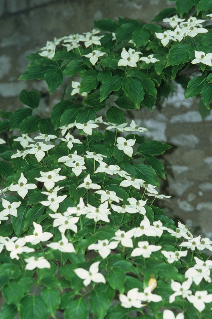 Dogwood - Cornus kousa 'Milky Way' from How Sweet It Is