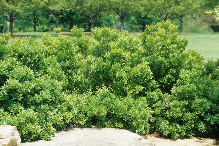 Wax Myrtle - Myrica cerifera 'Southern' from How Sweet It Is