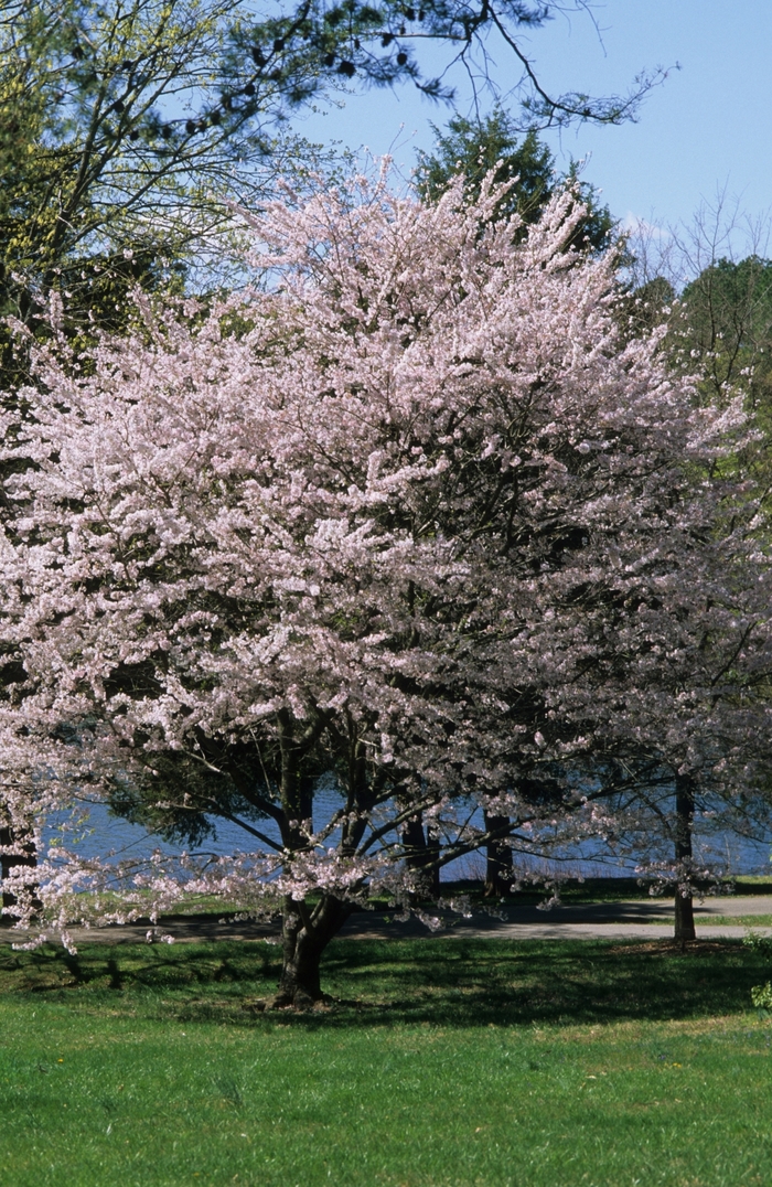 Cherry Ornamental - Prunus x yedoensis 'Yoshino' from How Sweet It Is