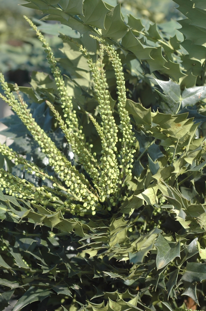 Mahonia - Mahonia x media 'Winter Sun' from How Sweet It Is