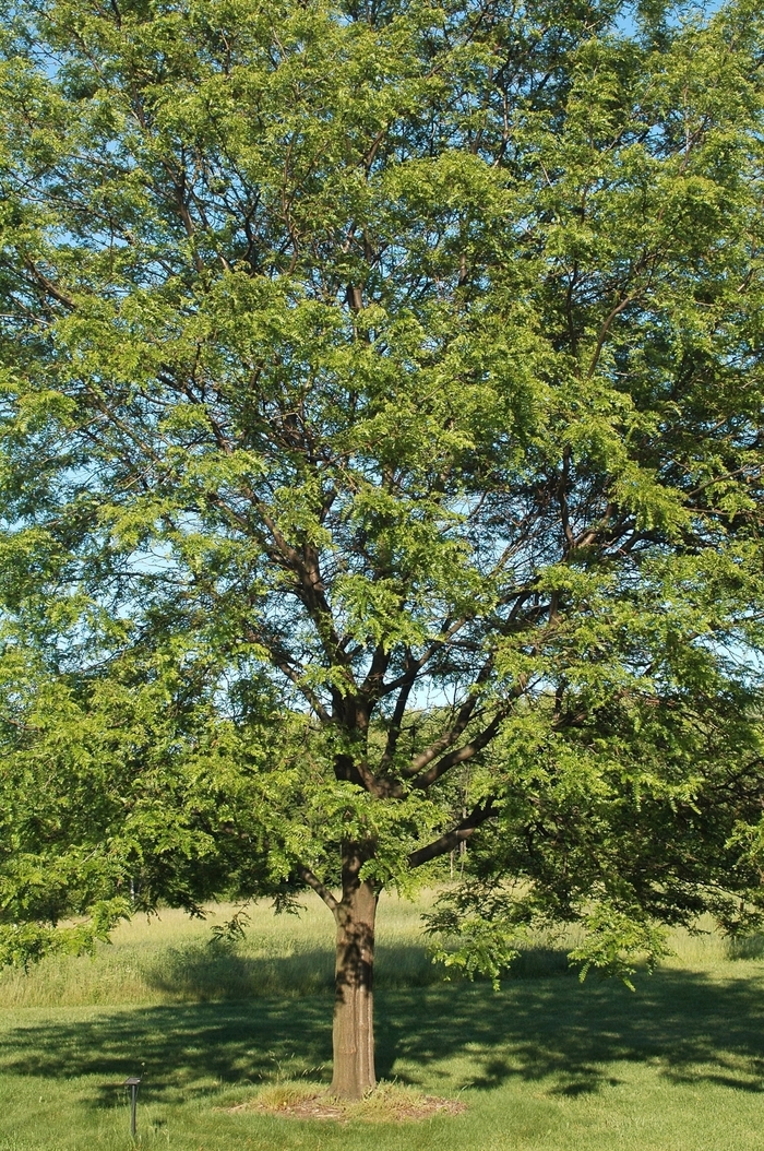 Honeylocust - Gleditsia triacanthos 'Shademaster' from How Sweet It Is