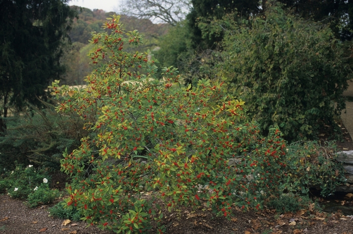 Holly Winterberry - Ilex verticillata 'Winter Red' from How Sweet It Is