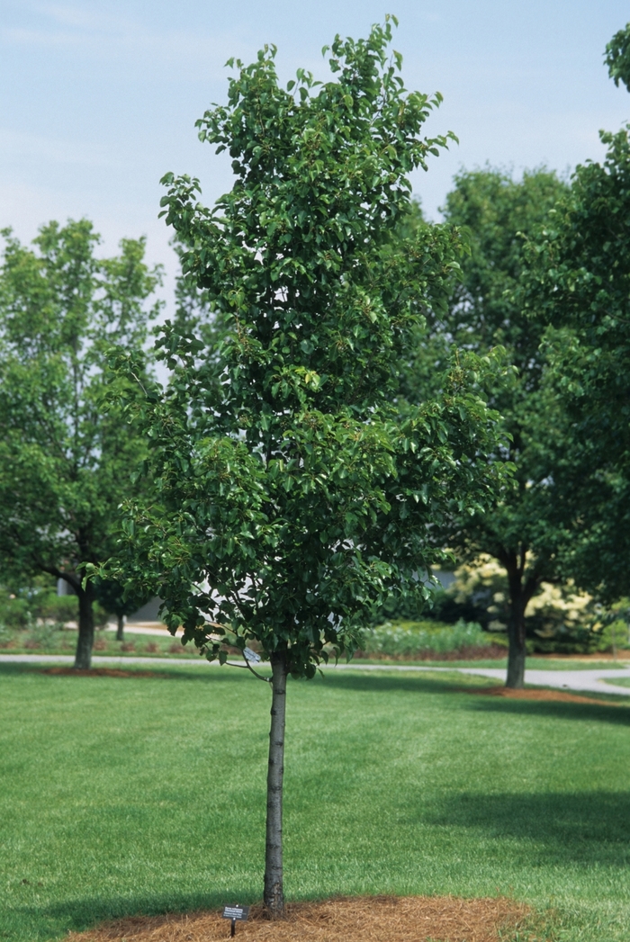 Cleveland Pear - Pyrus calleryana 'Cleveland Select' from How Sweet It Is