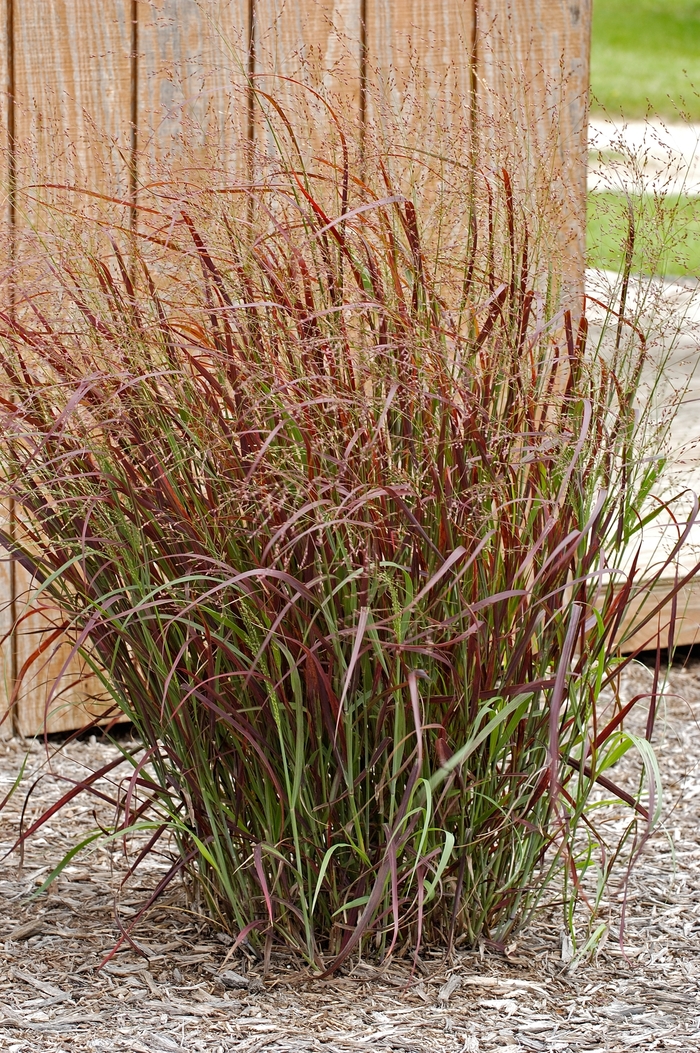 Switch Grass - Panicum virgatum 'Prairie Fire' from How Sweet It Is