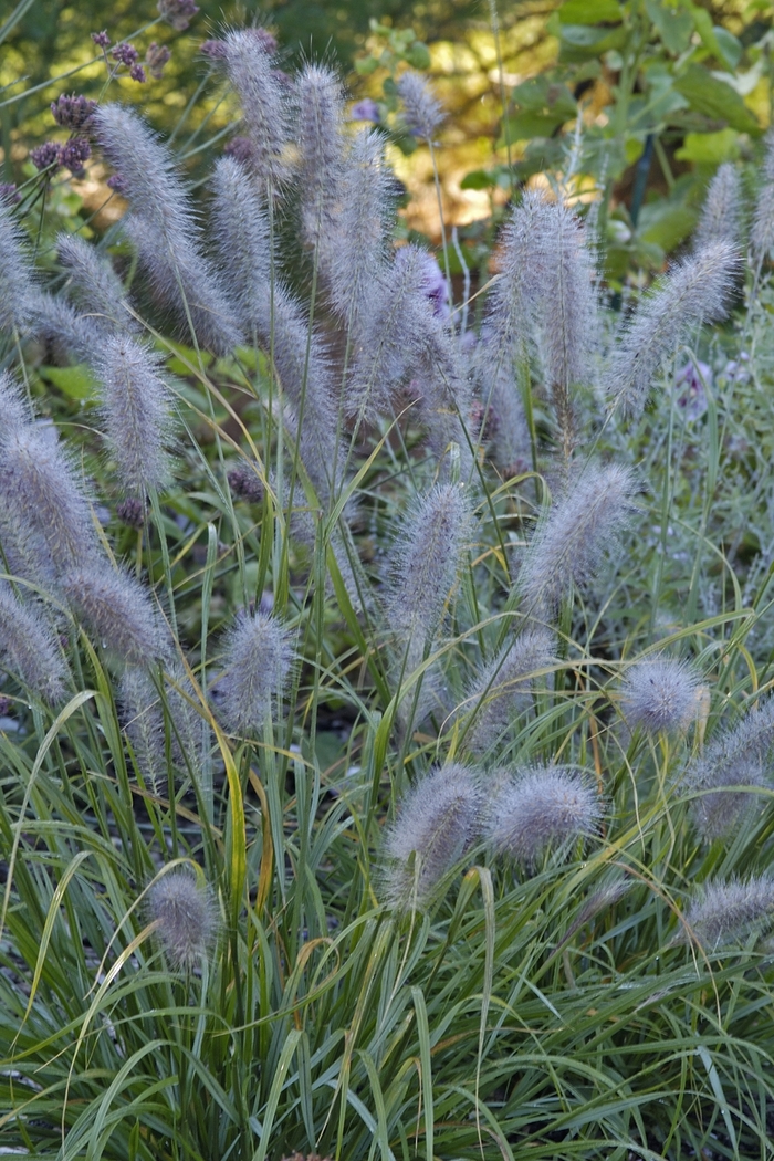 Fountain Grass - Pennisetum alopecuroides 'Moudry' from How Sweet It Is