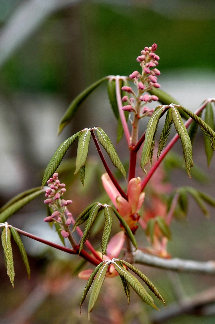 Red Buckeye - Aesculus pavia from How Sweet It Is