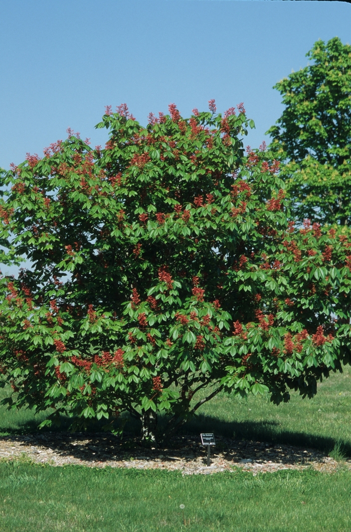 Red Buckeye - Aesculus pavia 'Humilis' from How Sweet It Is