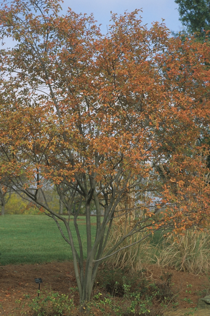 Serviceberry - Amelanchier laevis 'Allegheny' from How Sweet It Is