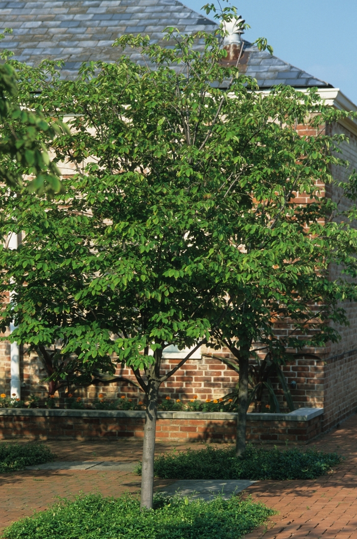 Serviceberry - Amelanchier laevis 'Cumulus' from How Sweet It Is