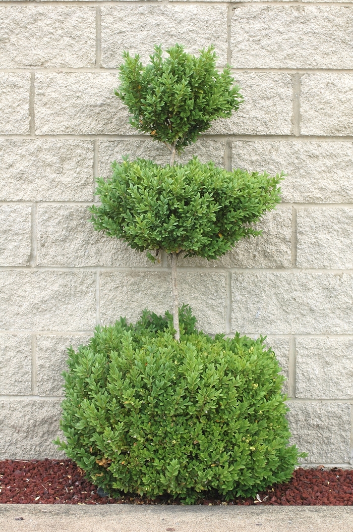 Boxwood Topiary - Buxus from How Sweet It Is