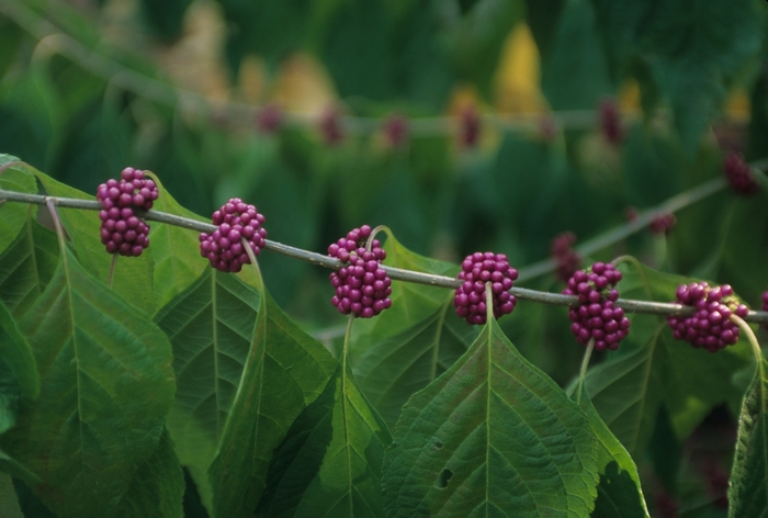 Beautyberry - Callicarpa americana from How Sweet It Is